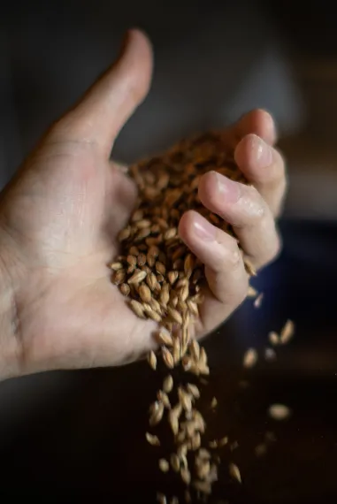 hand full of grains